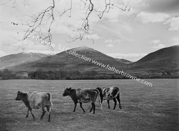 IN THE KNOCKMEALDOWN MOUNTAINS